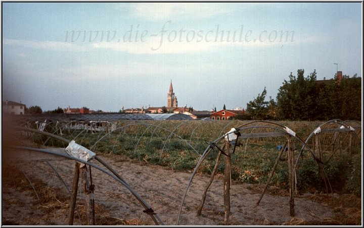 Tomatenfeld Ca Savio.jpg - Ein Tomatenfeld bei Ca´Savio nahe Treporti.